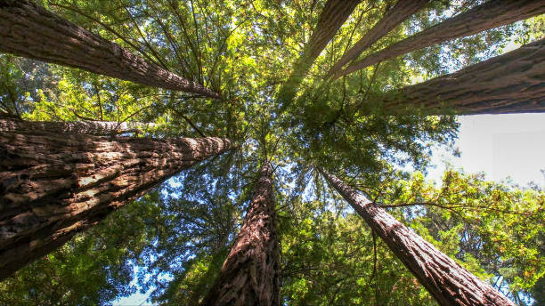 How Our Tree Care Process Works  in  Lake Delta, NY